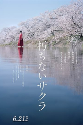 دانلود فیلم ساکورا Sakura 2024