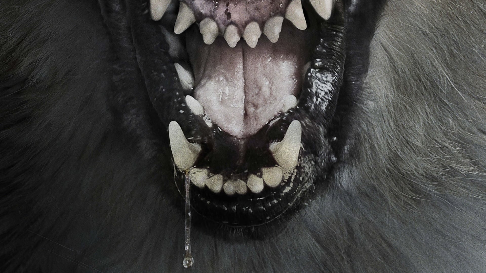 دانلود فیلم گله The Pack 2015